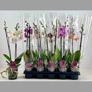 PHAL GEM 2 TAK