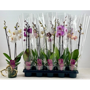 PHAL GEM
