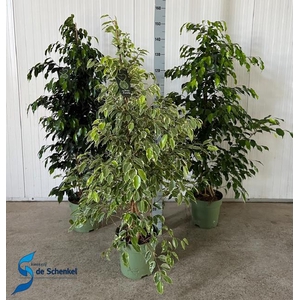 Ficus benjamina mix trolley 27Ø 150cm 3pp