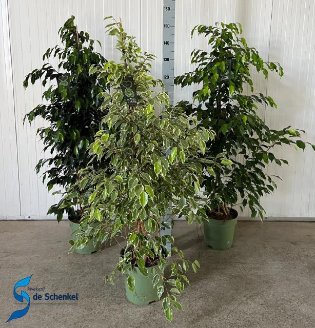 Ficus benjamina mix trolley 27Ø 150cm 3pp