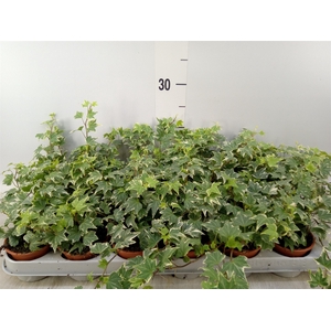 Hedera helix 'White Ripple'