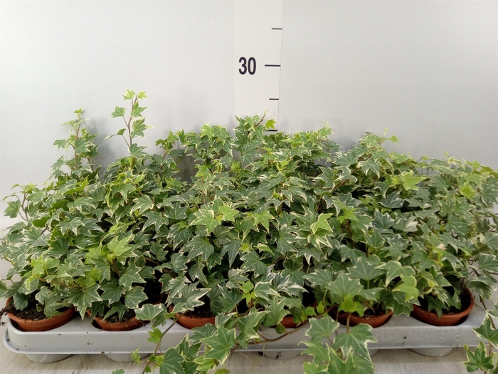 <h4>Hedera helix 'White Ripple'</h4>