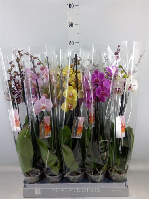 <h4>Phalaenopsis   ...mix  7</h4>