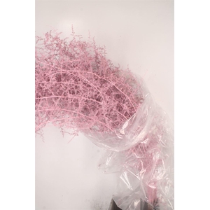 Asparagus Salv. L Pink