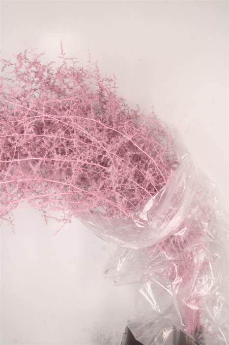 Asparagus Salv. L Pink