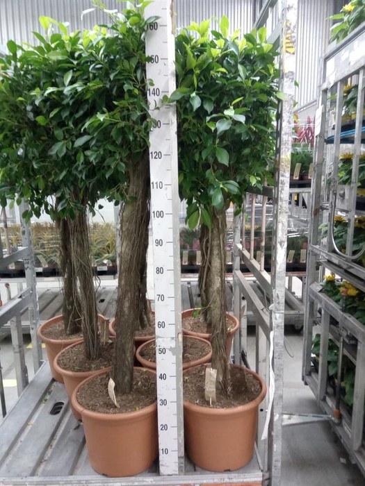 <h4>Ficus   ...</h4>