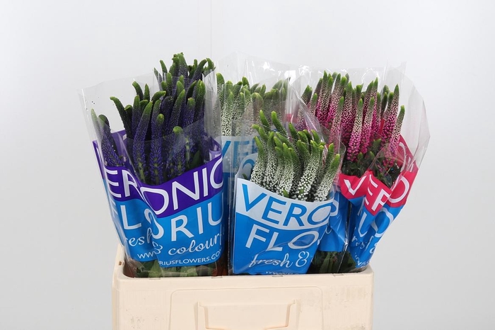 <h4>Veron Smart Gem</h4>