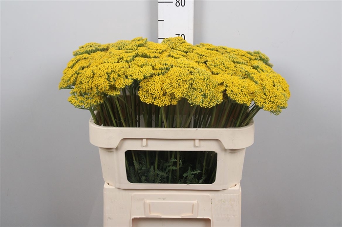 <h4>Achil F Parker Variety</h4>