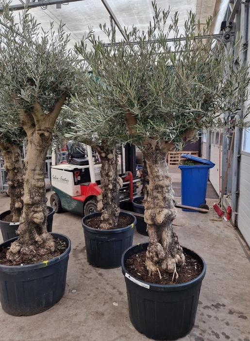 <h4>OLEA EUROPAEA</h4>