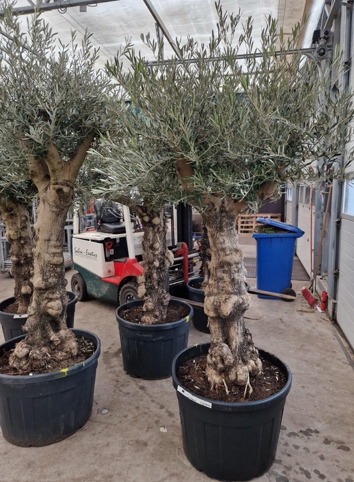 <h4>OLEA EUROPAEA</h4>