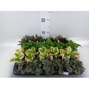 Peperomia   ...mix