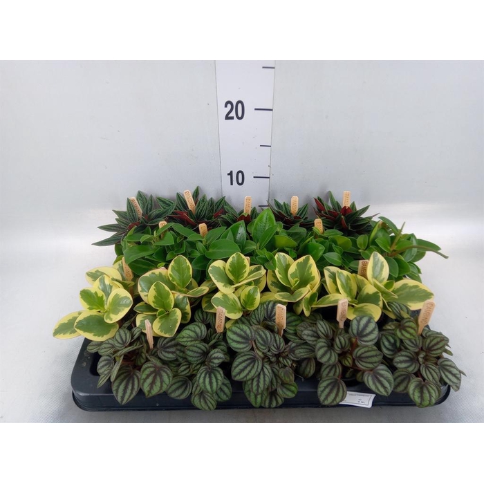 <h4>Peperomia   ...mix</h4>