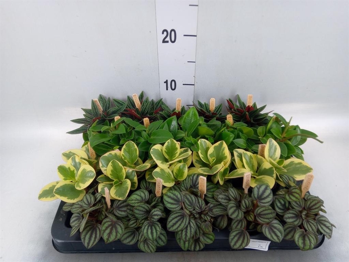 Peperomia   ...mix