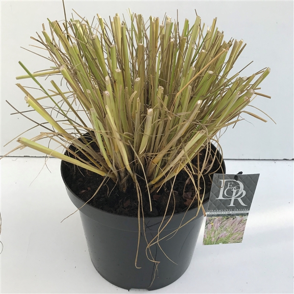 <h4>Pennisetum 'Red Head'</h4>