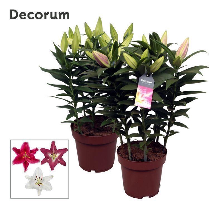 <h4>Lilium Or. Special Mix 19cm</h4>