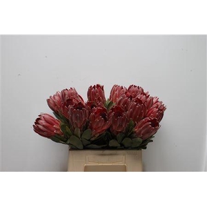 Protea Sharon