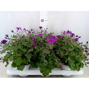 Pericallis CR 'Senetti Magenta'