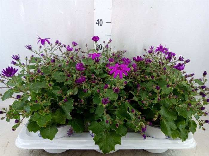 <h4>Pericallis CR 'Senetti Magenta'</h4>