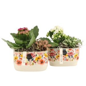 21819: Lovess arrangement