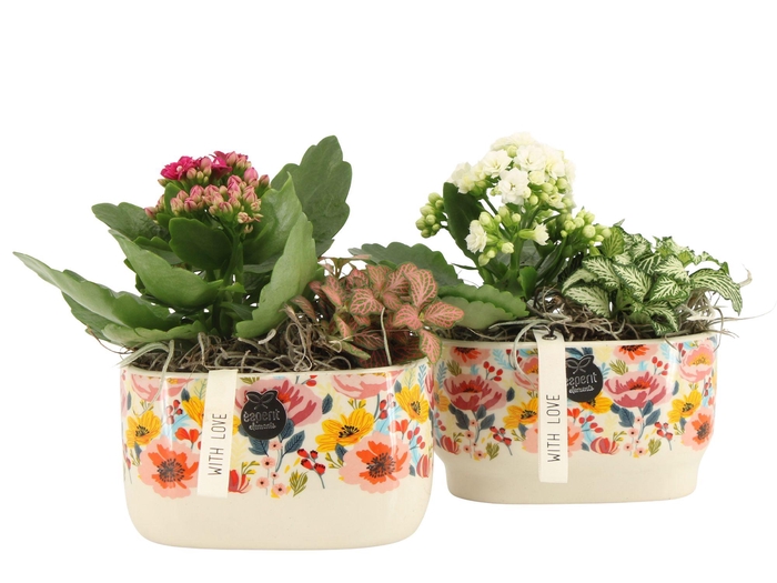 <h4>21819: Lovess arrangement</h4>