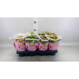 Kalanchoe blos.   ..mix