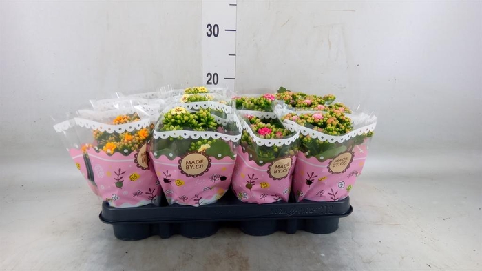 <h4>Kalanchoe blos.   ..mix</h4>