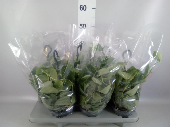 <h4>Scindapsus pictus 'Silvery Ann'</h4>