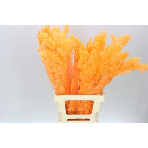 Dried Asparagus Orange