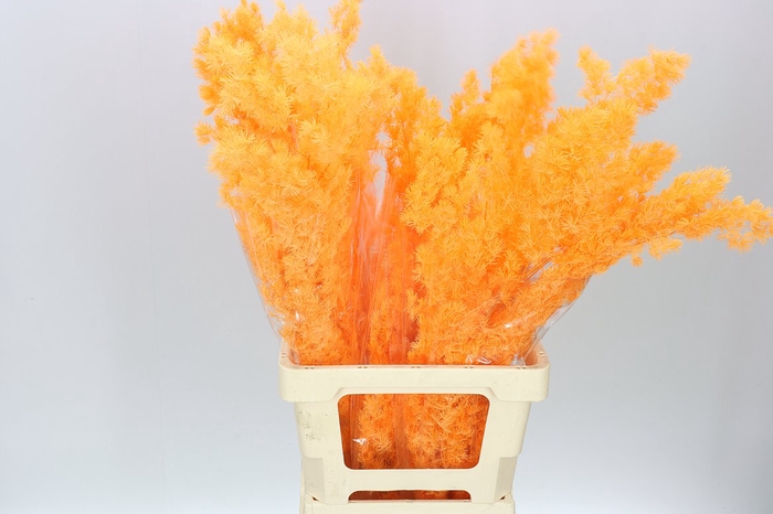 <h4>Dried Asparagus Orange</h4>