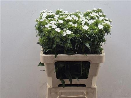 <h4>Di Barb Bar White</h4>