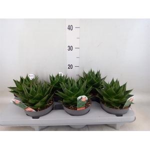 Aloe aristata 'Cosmo'