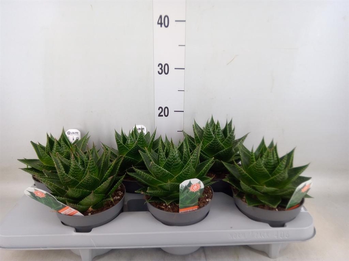 <h4>Aloe aristata 'Cosmo'</h4>