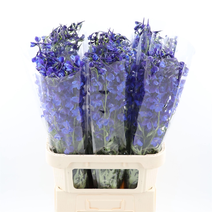 <h4>Delphinium Donna</h4>