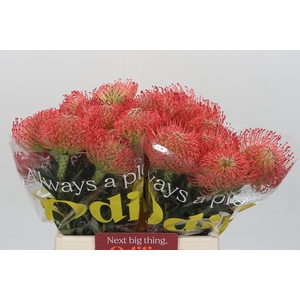 Nutans Ayoba Pink