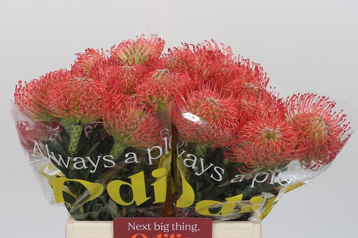 Nutans Ayoba Pink