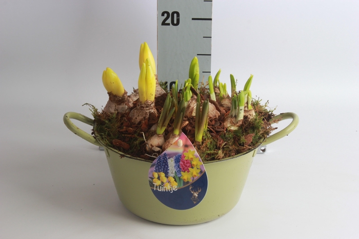 <h4>ARR BOL KNOLGEWAS</h4>