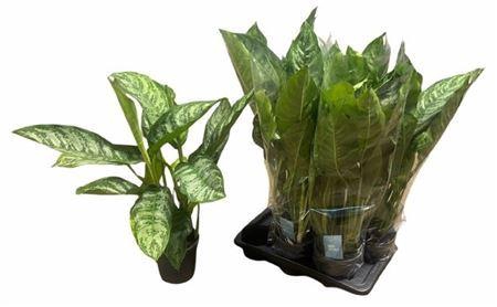 <h4>Aglao Chantal</h4>