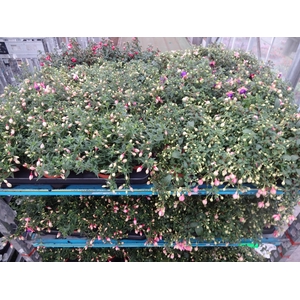 FUCHSIA MIXK