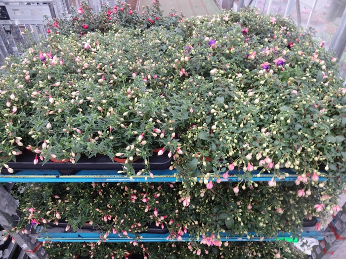 <h4>FUCHSIA MIXK</h4>