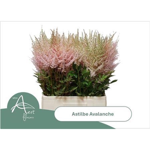 Astil Ja Avalanche