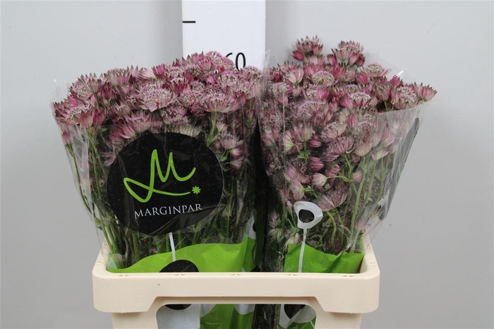 <h4>Astr Star Of Africa</h4>