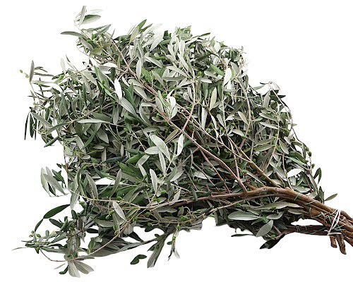 <h4>Olive Green Super</h4>