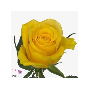 Rosa large moonwalk