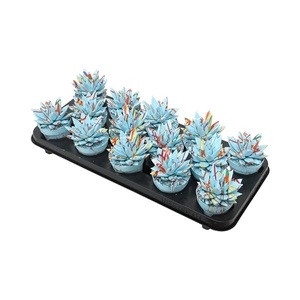 Echeveria coloured Splash pastel blue