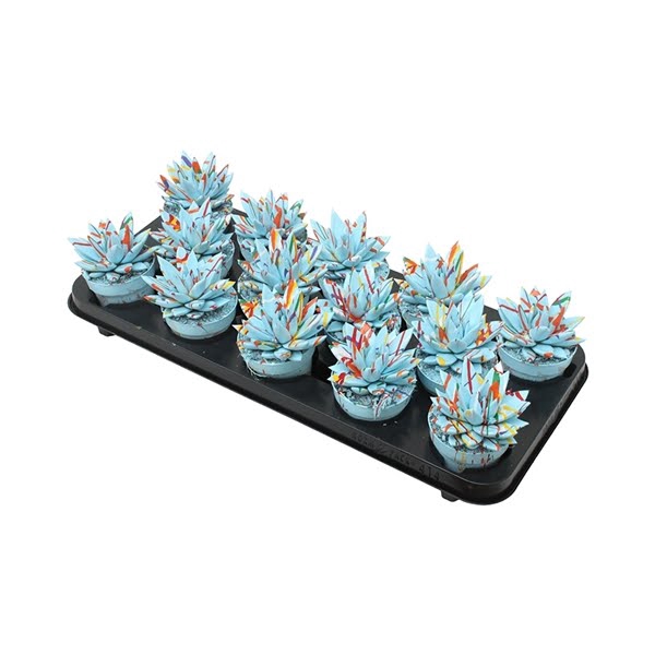 <h4>Echeveria coloured Splash pastel blue</h4>