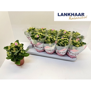 KAL GE PERFECTA PINK