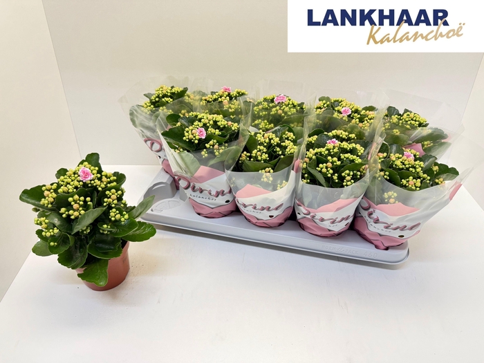 <h4>KAL GE PERFECTA PINK</h4>