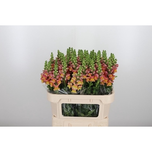 Antirrhinum Po D. Orange