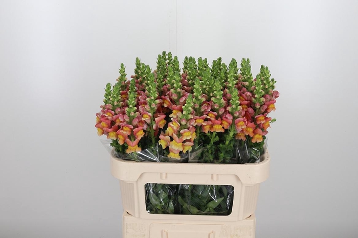 <h4>Antirrhinum Po D. Orange</h4>