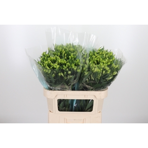 Alstroemeria White Pearls 90 Gram